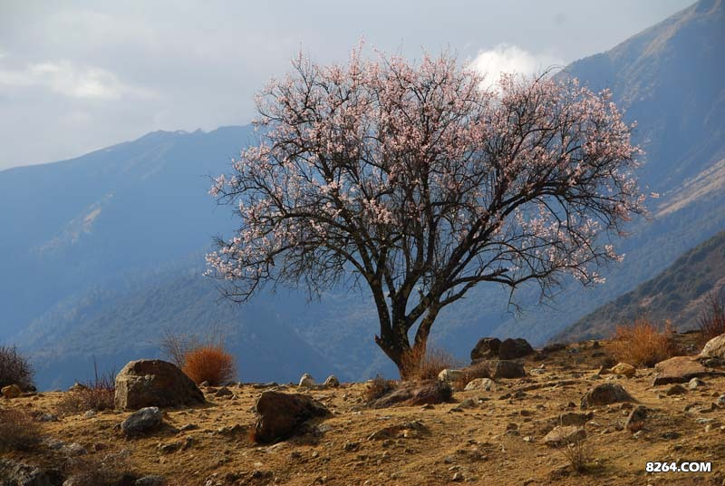 雅江大峡谷的桃花，遗世独立