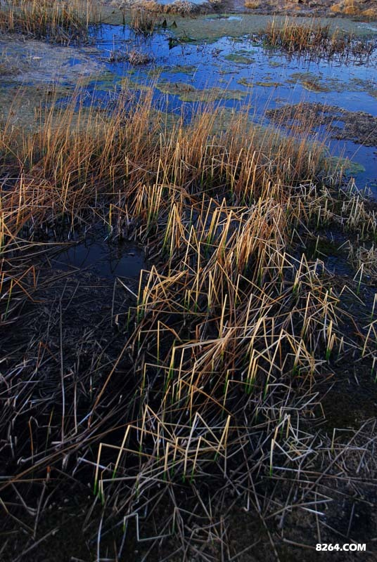 地下水恒温，所以外面世界冰天雪地，水中一幅春意盎然，有鱼有草