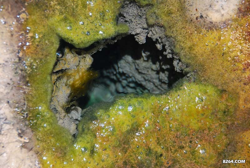 遍布湿地的小泉眼，水质清冽