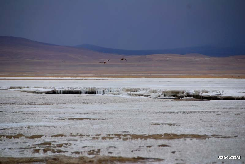 邦达错一片冰封，野鸭更显旷寂，他也是藏西北四大错之一
