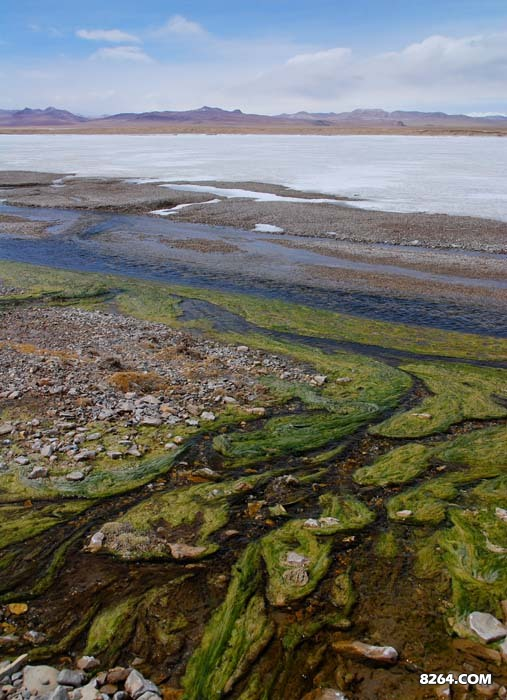 河边泉水众多，平添一丝绿意