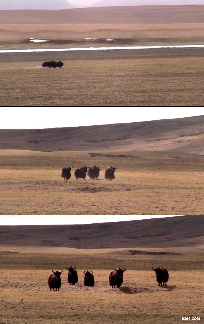 野牦牛舌头上长有一层肉齿，可以做梳子，俗称肉梳，牧人用他一头青丝梳到银发