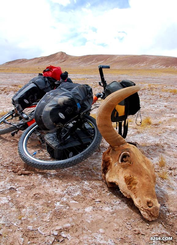 被宰杀的野牦牛，头被割下，硕大，可比车圈，有的头骨被劈开，不知因何，难道是取舌做肉梳子？