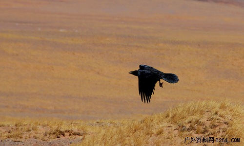 enter description here